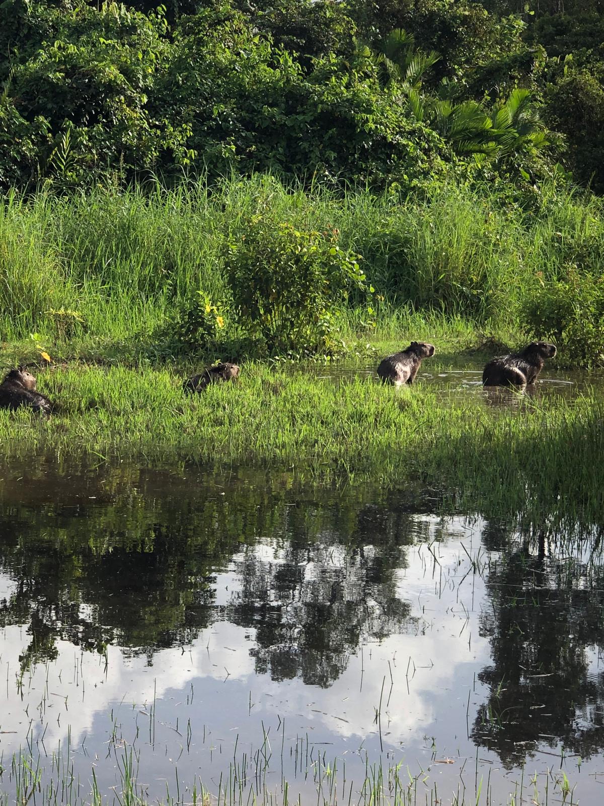 Capybara Mahury – Auberge en Guyane